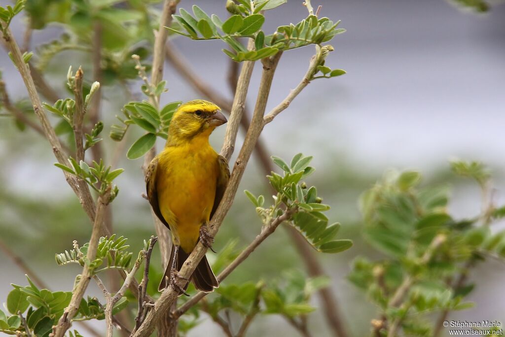 Yellow Canary male adult