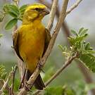Serin de Sainte-Hélène