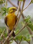 Serin de Sainte-Hélène