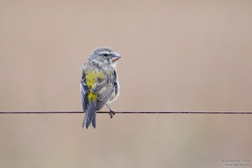 Serin de Sainte-Hélène