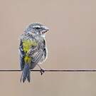 Serin de Sainte-Hélène