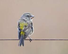 Serin de Sainte-Hélène