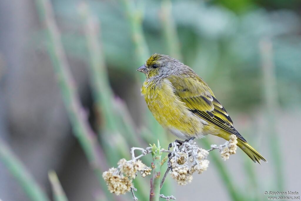 Serin du Capadulte