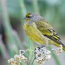 Serin du Cap