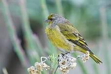 Serin du Cap