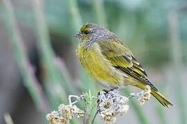 Serin du Cap