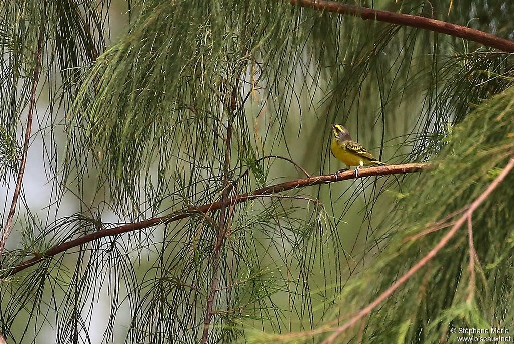 Serin du Mozambique mâle adulte