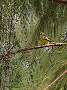 Yellow-fronted Canary