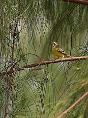 Serin du Mozambique