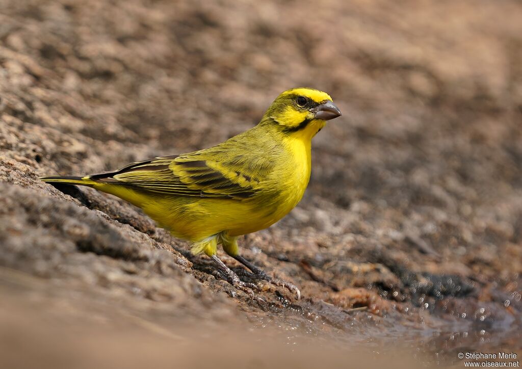 Serin du Mozambique mâle adulte