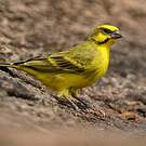 Serin du Mozambique