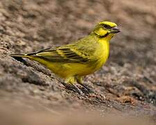 Yellow-fronted Canary