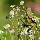 Serin forestier