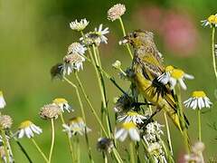 Forest Canary