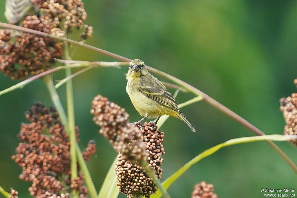 Serin soufréadulte