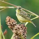 Serin soufré
