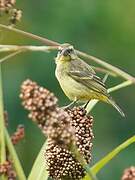 Brimstone Canary