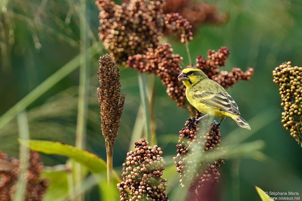 Serin soufré