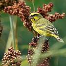 Serin soufré