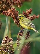 Brimstone Canary