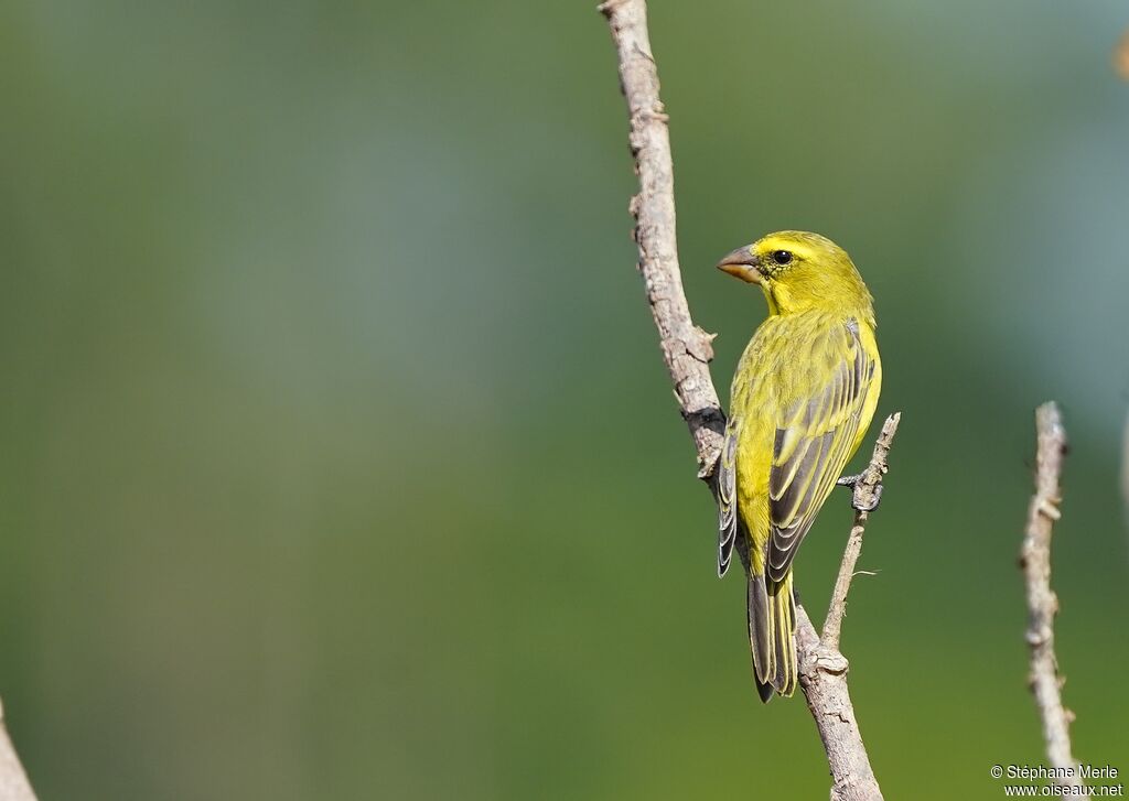 Serin soufré