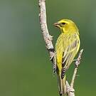 Serin soufré