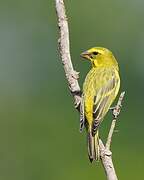 Brimstone Canary