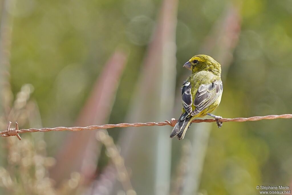 Brimstone Canary