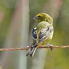 Serin soufré