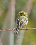 Brimstone Canary