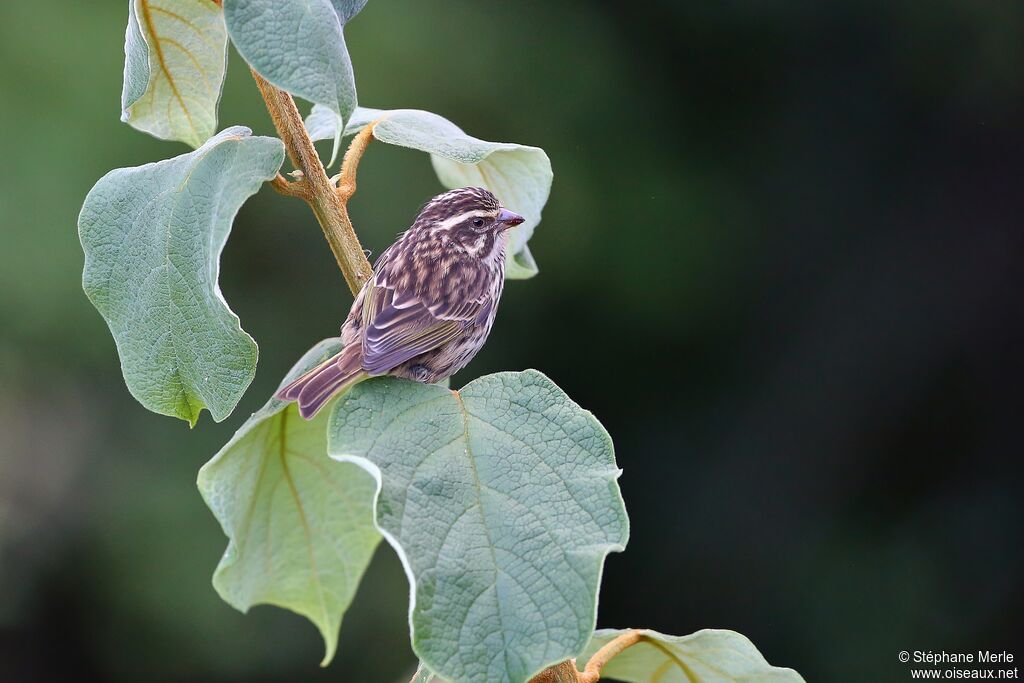 Streaky Seedeateradult