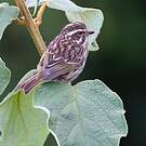 Serin strié