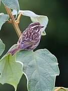 Streaky Seedeater