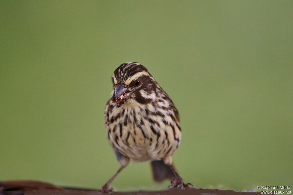 Serin striéadulte