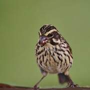 Streaky Seedeater