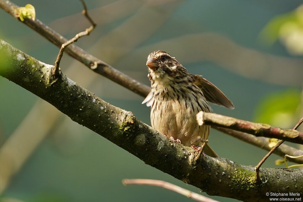 Serin strié