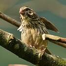 Serin strié