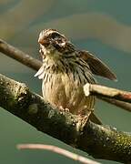 Streaky Seedeater