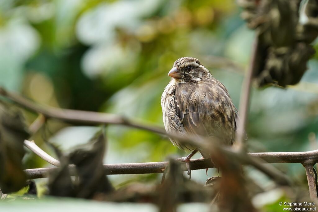 Serin striéadulte