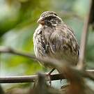 Serin strié