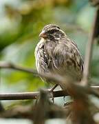 Streaky Seedeater