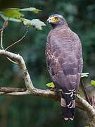 Crested Serpent Eagle