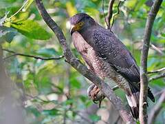 Crested Serpent Eagle