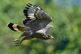 Crested Serpent Eagle