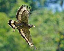 Crested Serpent Eagle