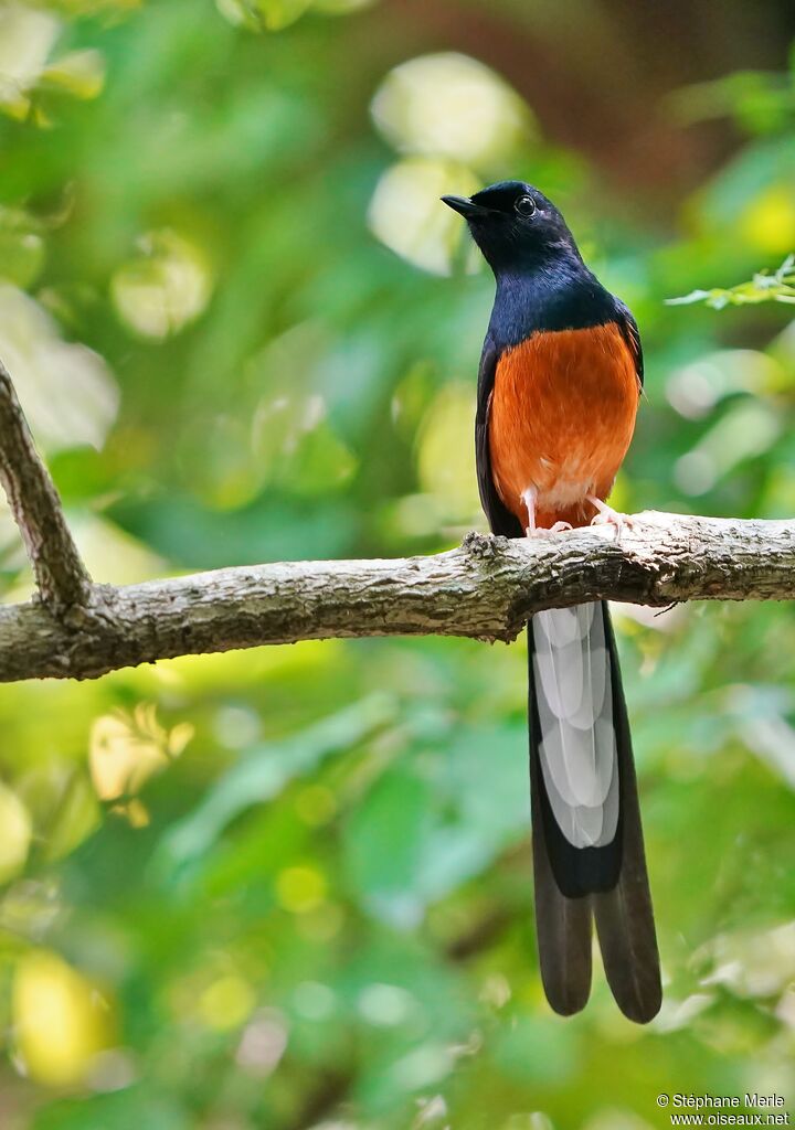 White-rumped Shama male adult