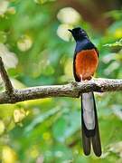 White-rumped Shama