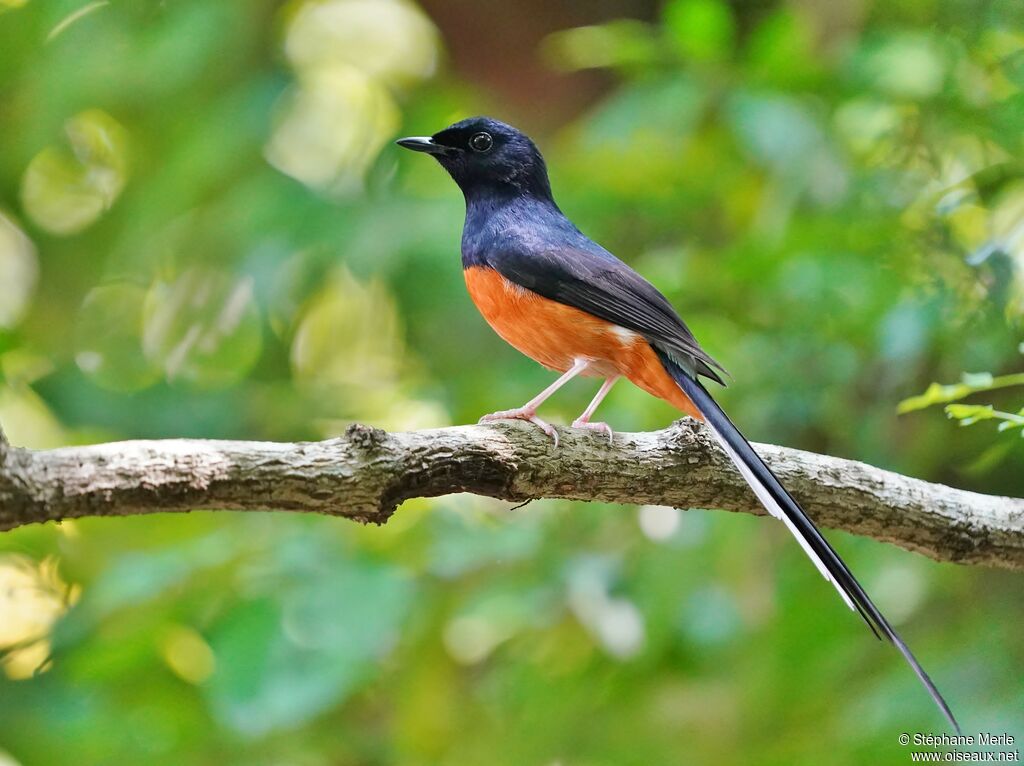 White-rumped Shama male