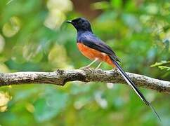 White-rumped Shama