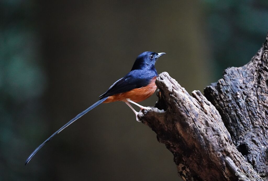 White-rumped Shama male